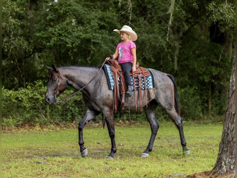 American Quarter Horse Ruin 4 Jaar Roan-Blue in Ocala