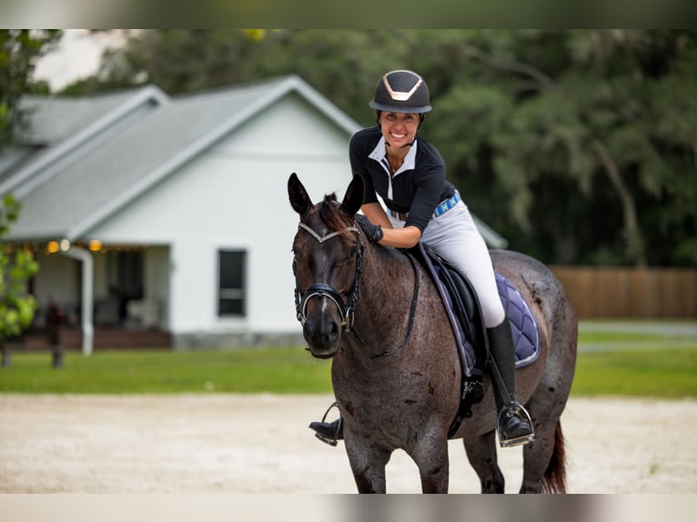 American Quarter Horse Ruin 4 Jaar Roan-Blue in Ocala