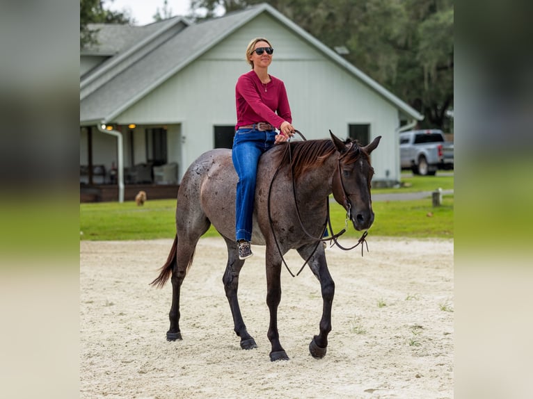 American Quarter Horse Ruin 4 Jaar Roan-Blue in Ocala