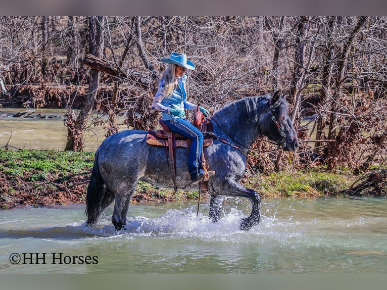 American Quarter Horse Ruin 4 Jaar Roan-Blue in Flemingsburg KY