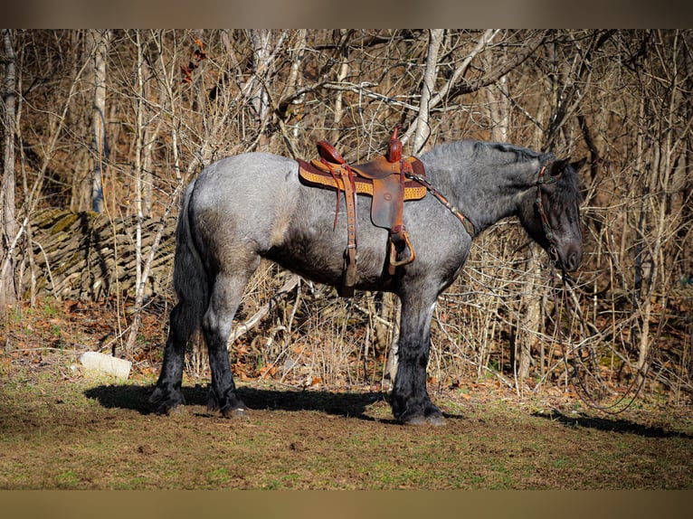 American Quarter Horse Ruin 4 Jaar Roan-Blue in Flemingsburg KY