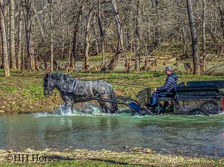 American Quarter Horse Ruin 4 Jaar Roan-Blue in Flemingsburg KY