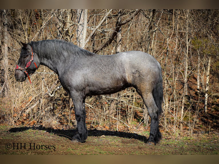 American Quarter Horse Ruin 4 Jaar Roan-Blue in Flemingsburg KY