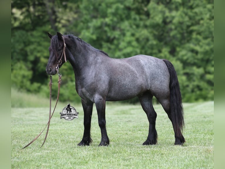 American Quarter Horse Ruin 4 Jaar Roan-Blue in Gladstone, NJ