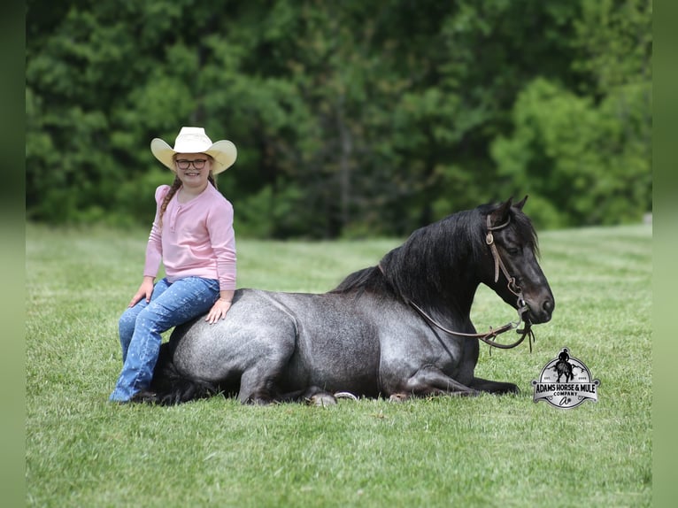 American Quarter Horse Ruin 4 Jaar Roan-Blue in Gladstone, NJ
