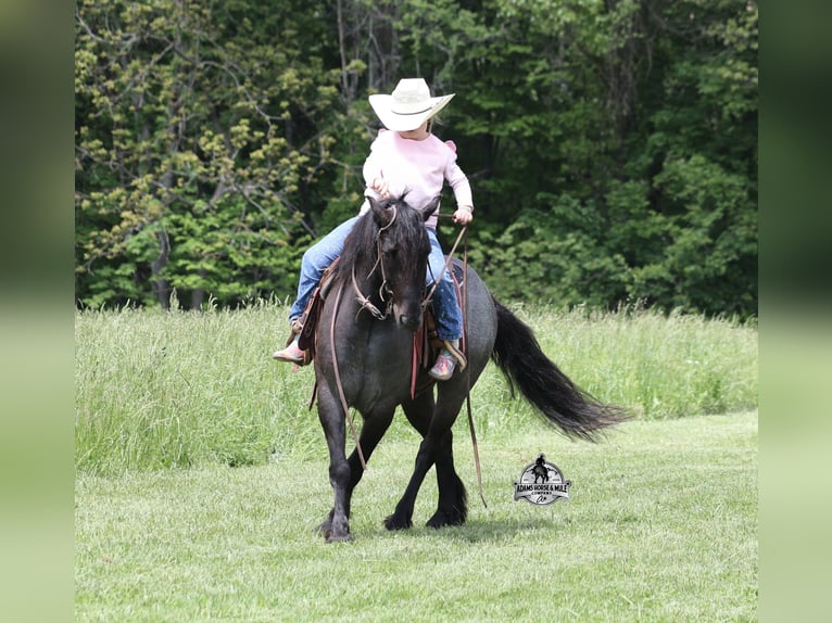 American Quarter Horse Ruin 4 Jaar Roan-Blue in Gladstone, NJ