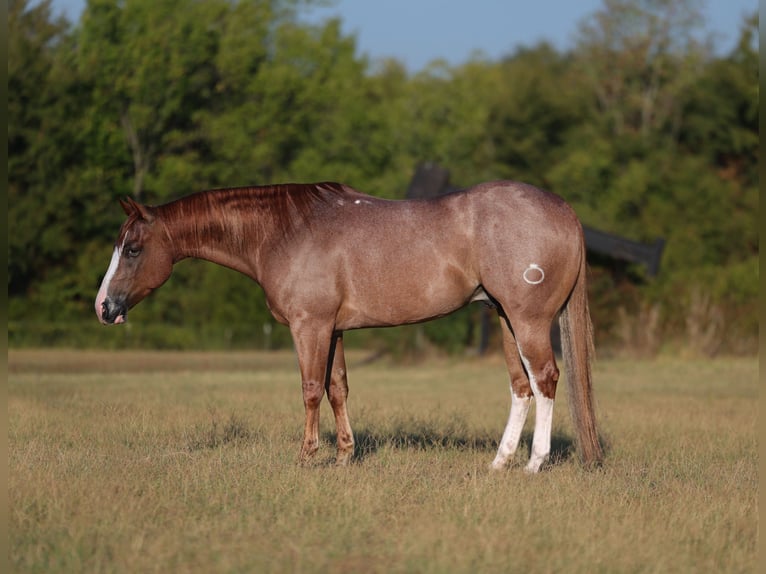 American Quarter Horse Ruin 4 Jaar Roan-Red in Mount Vernon