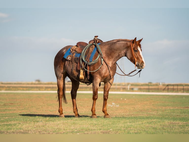 American Quarter Horse Ruin 4 Jaar Roan-Red in Canyon