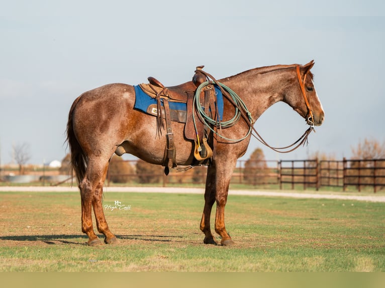 American Quarter Horse Ruin 4 Jaar Roan-Red in Canyon