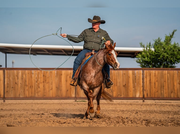 American Quarter Horse Ruin 4 Jaar Roan-Red in Canyon