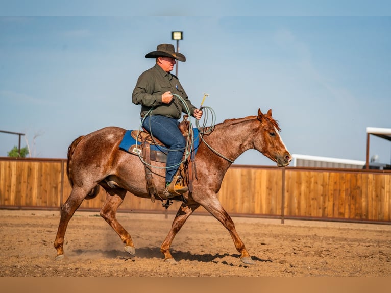 American Quarter Horse Ruin 4 Jaar Roan-Red in Canyon