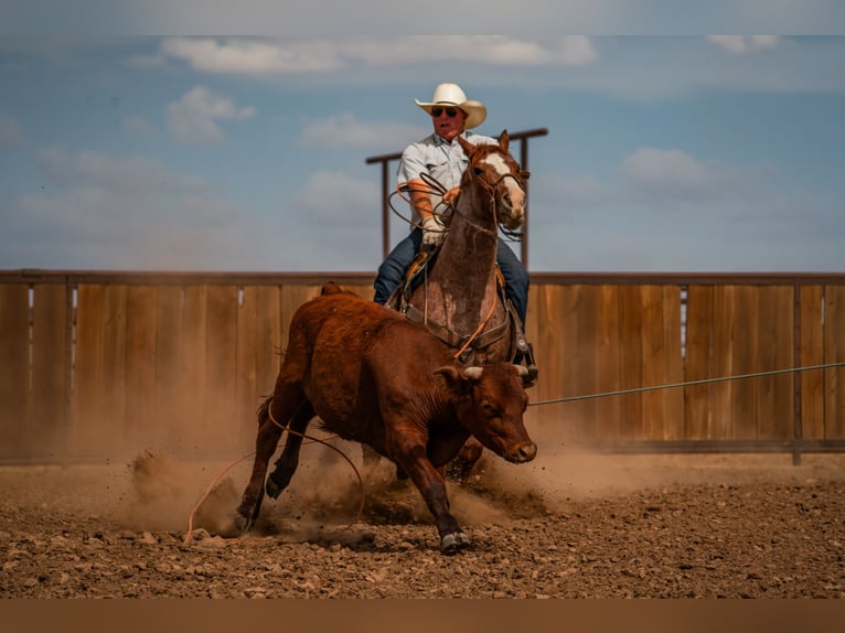 American Quarter Horse Ruin 4 Jaar Roan-Red in Canyon