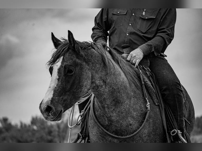 American Quarter Horse Ruin 4 Jaar Roan-Red in Canyon