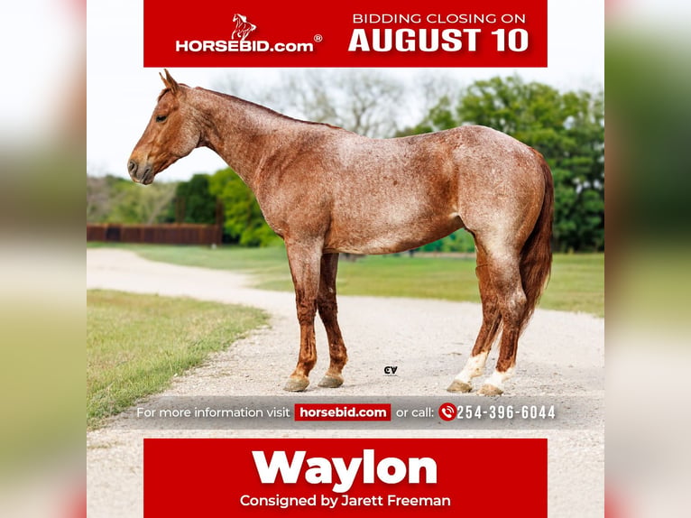 American Quarter Horse Ruin 4 Jaar Roan-Red in Tolar