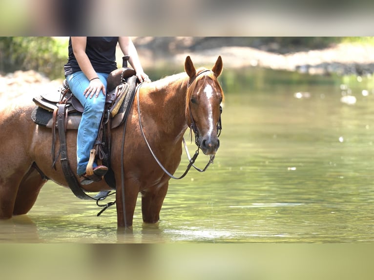 American Quarter Horse Ruin 4 Jaar Roan-Red in Canyon TX