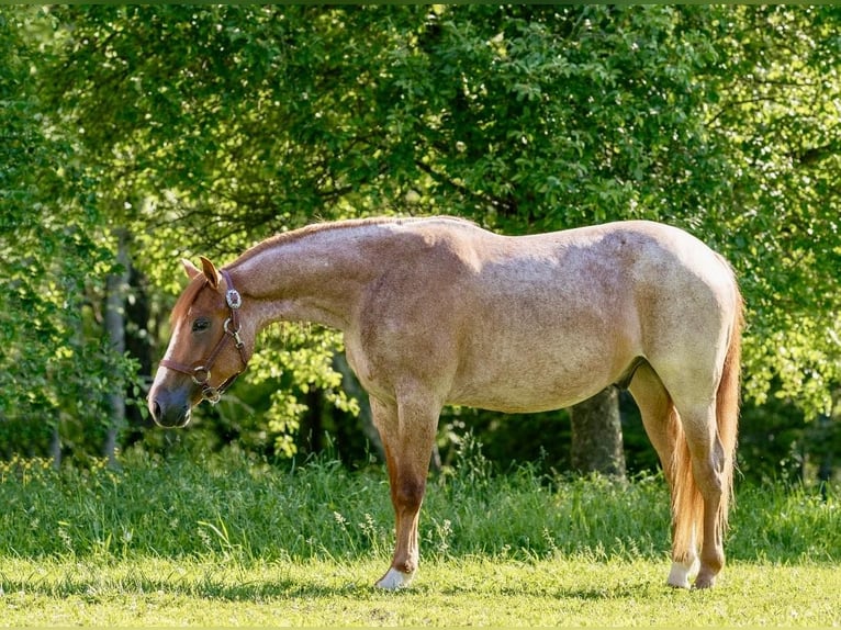 American Quarter Horse Ruin 4 Jaar Roan-Red in Everett PA