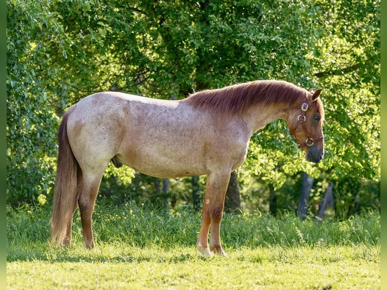 American Quarter Horse Ruin 4 Jaar Roan-Red in Everett PA