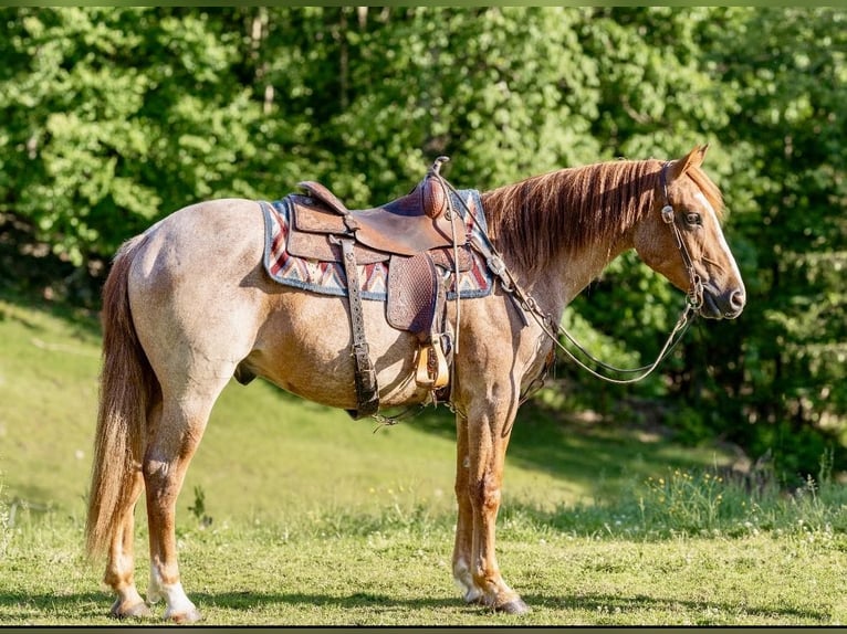 American Quarter Horse Ruin 4 Jaar Roan-Red in Everett PA