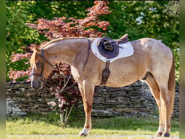 American Quarter Horse Ruin 4 Jaar Roan-Red in Everett PA