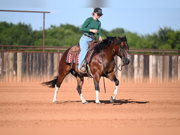 American Quarter Horse Ruin 4 Jaar Roodbruin in Waco