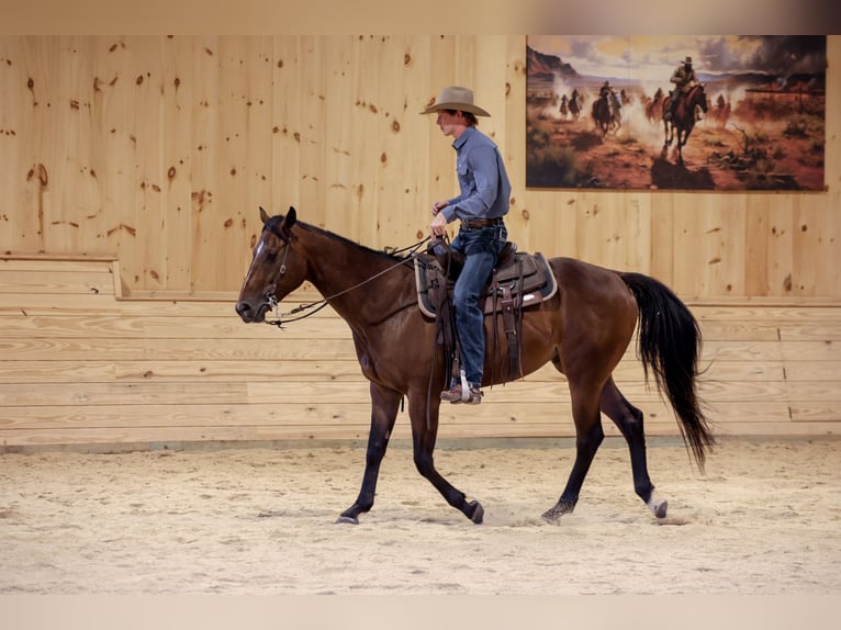 American Quarter Horse Ruin 4 Jaar Roodbruin in Needmore