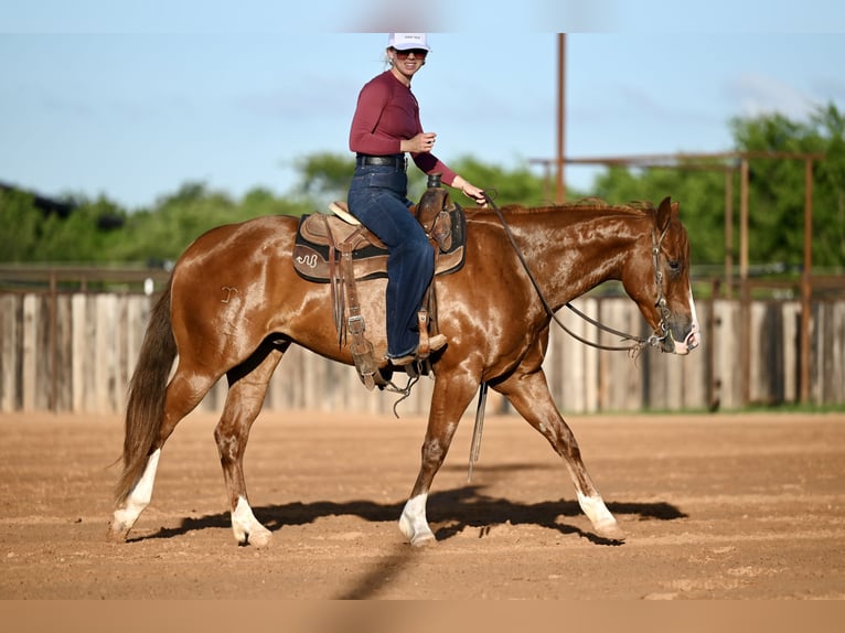 American Quarter Horse Ruin 4 Jaar Roodvos in Waco