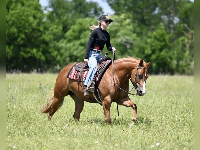 American Quarter Horse Ruin 4 Jaar Roodvos in Waco
