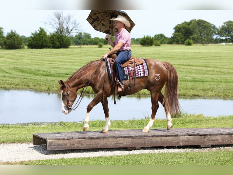 American Quarter Horse Ruin 4 Jaar Roodvos in Buffalo