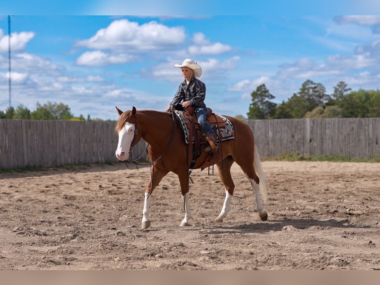 American Quarter Horse Ruin 4 Jaar Roodvos in Nevis