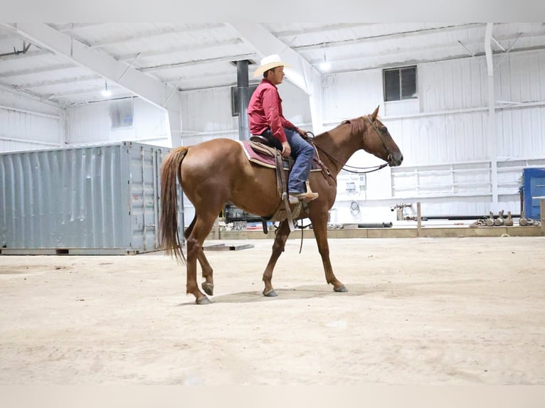 American Quarter Horse Ruin 4 Jaar Roodvos in Ripley