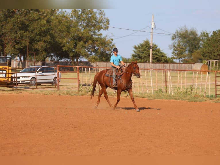 American Quarter Horse Ruin 4 Jaar Roodvos in Ripley