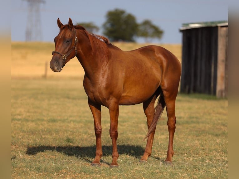 American Quarter Horse Ruin 4 Jaar Roodvos in Ripley