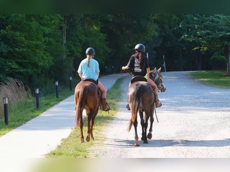 American Quarter Horse Ruin 4 Jaar Roodvos in Clover