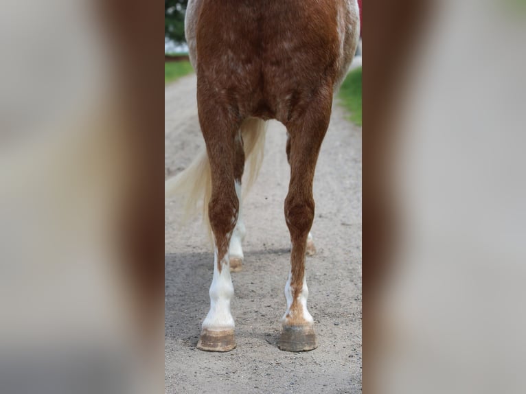 American Quarter Horse Mix Ruin 4 Jaar Roodvos in Shipshewana