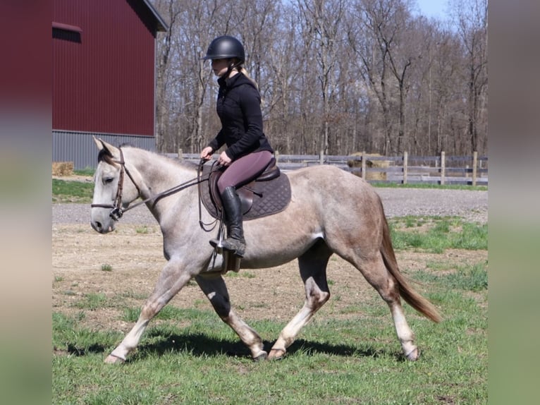 American Quarter Horse Ruin 4 Jaar Schimmel in Howell