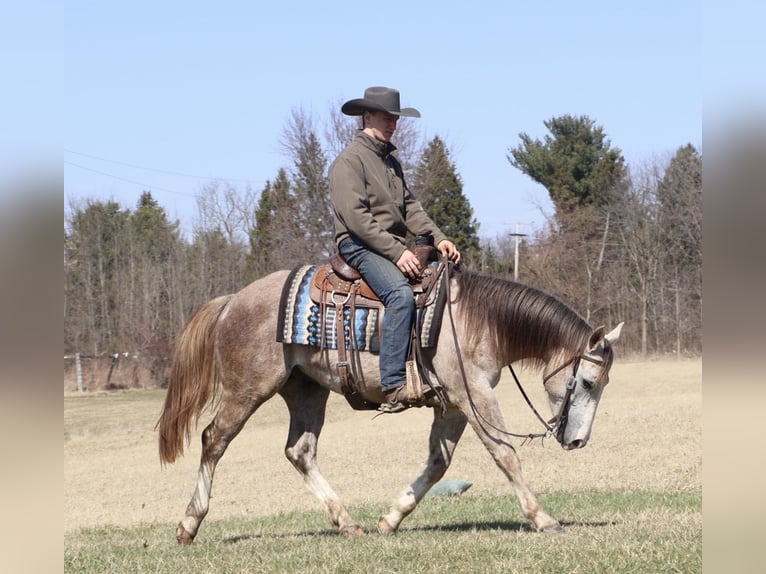 American Quarter Horse Ruin 4 Jaar Schimmel in Howell