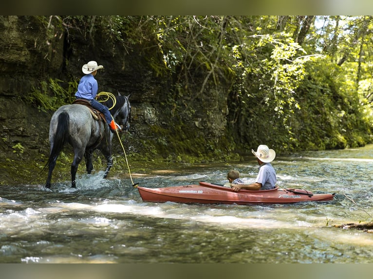 American Quarter Horse Ruin 4 Jaar Schimmel in Lyles