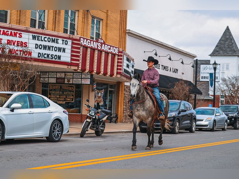 American Quarter Horse Ruin 4 Jaar Schimmel in Lyles