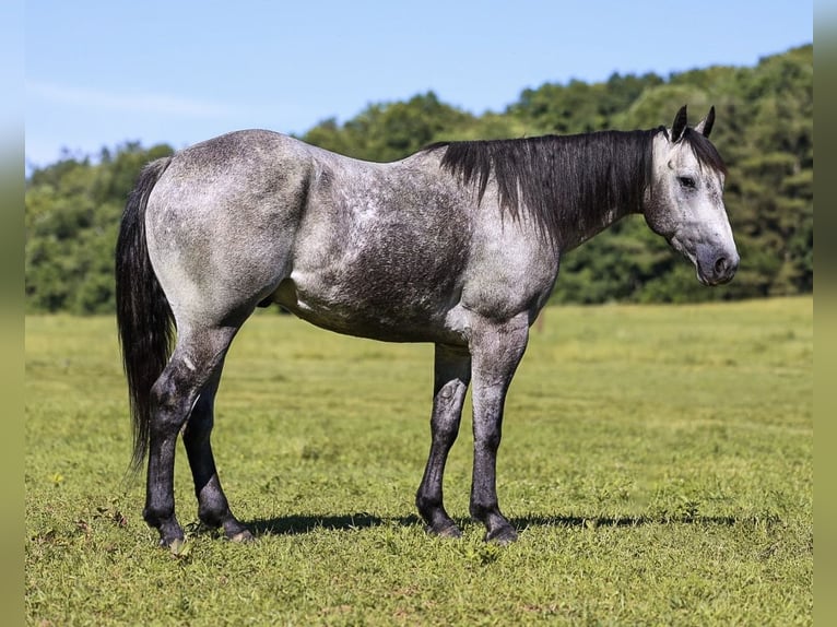 American Quarter Horse Ruin 4 Jaar Schimmel in Lyles