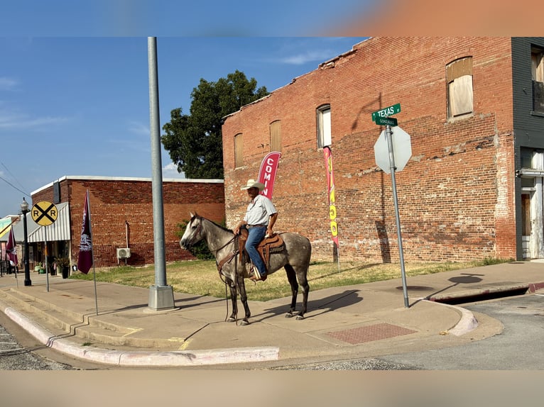 American Quarter Horse Ruin 4 Jaar Schimmel in Gorman