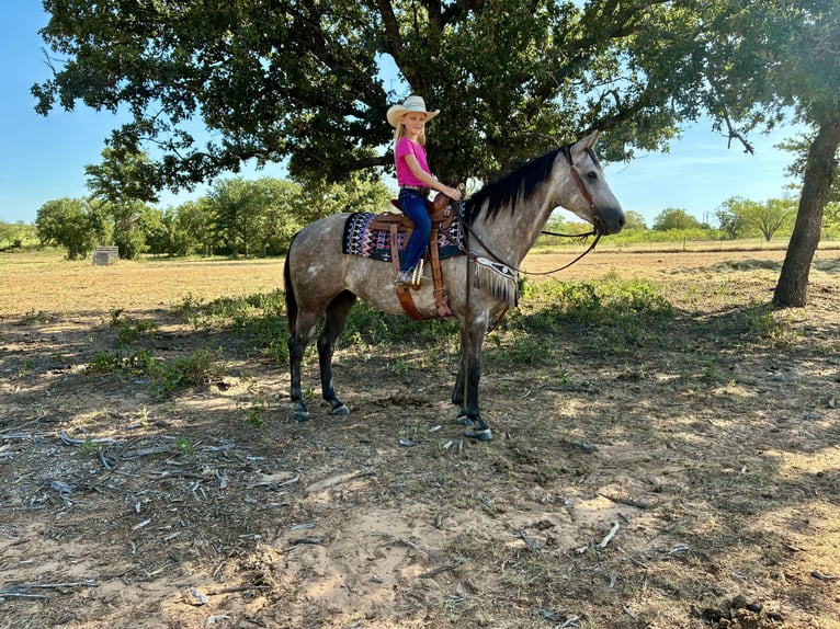 American Quarter Horse Ruin 4 Jaar Schimmel in Gorman