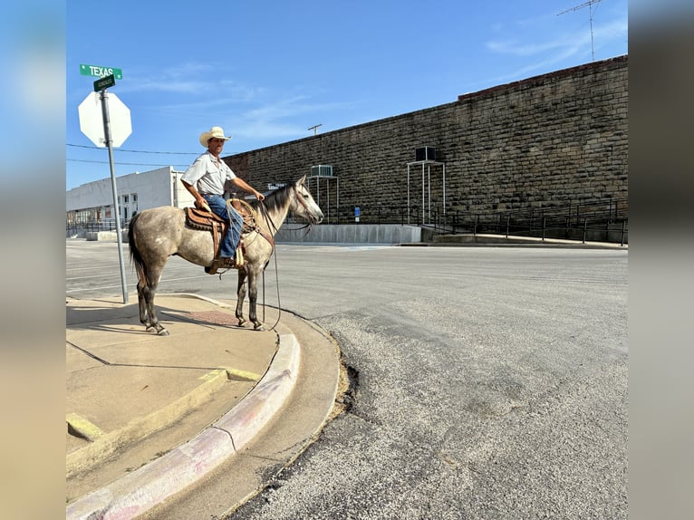 American Quarter Horse Ruin 4 Jaar Schimmel in Gorman
