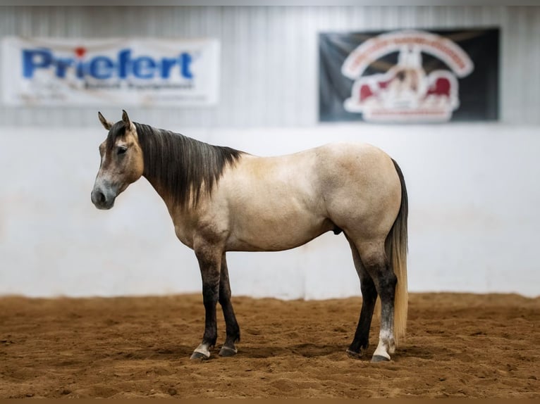 American Quarter Horse Ruin 4 Jaar Schimmel in Nevis, MN