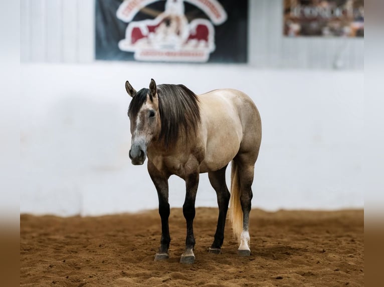 American Quarter Horse Ruin 4 Jaar Schimmel in Nevis, MN