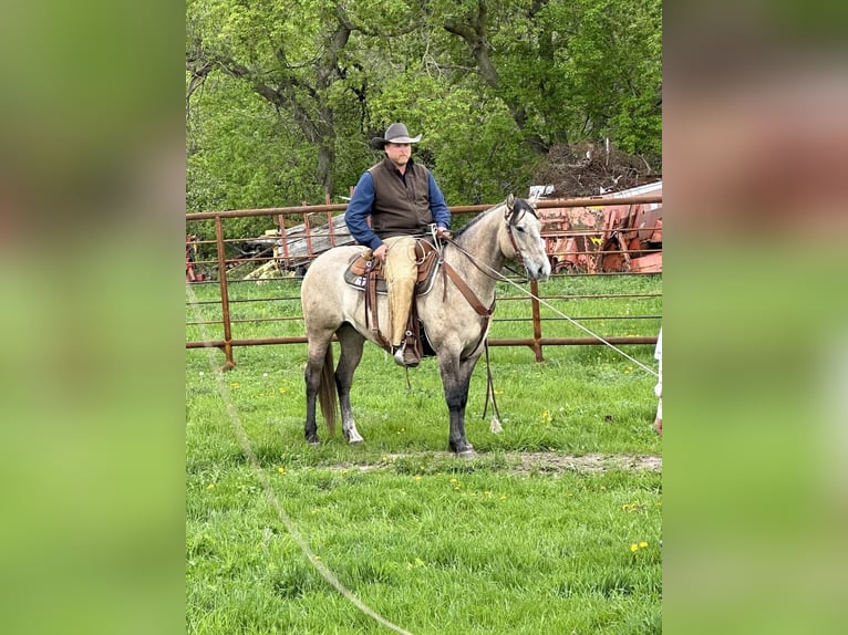 American Quarter Horse Ruin 4 Jaar Schimmel in Nevis, MN