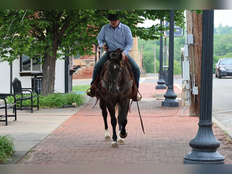 American Quarter Horse Ruin 4 Jaar Schimmel in Ripley