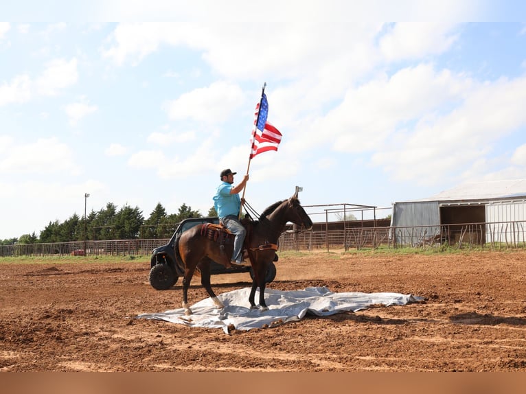 American Quarter Horse Ruin 4 Jaar Schimmel in Ripley