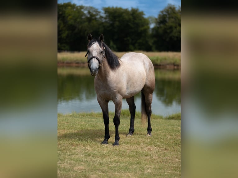 American Quarter Horse Ruin 4 Jaar Schimmel in Stephenville