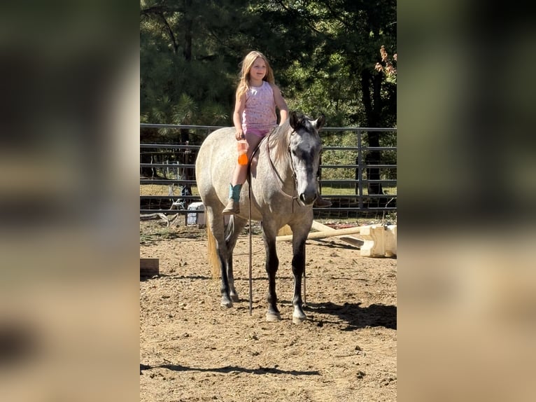 American Quarter Horse Ruin 4 Jaar Schimmel in Henderson