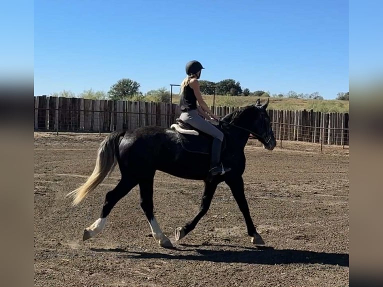 American Quarter Horse Ruin 4 Jaar Schimmel in Jacksboro TX